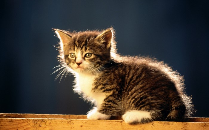 A tabby kitten sitting on a wooden surface