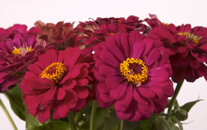 Deep pink Zinnias with yellow centers