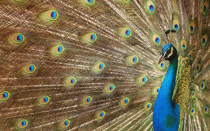 Peacock displaying its fanned tail feathers