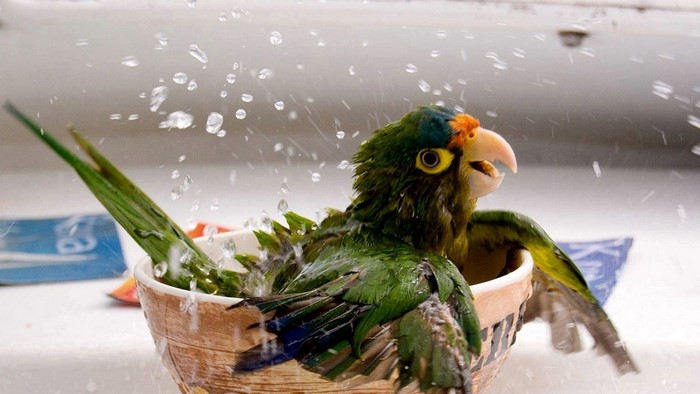 Green parrot bathing in a bowl with water splashing
