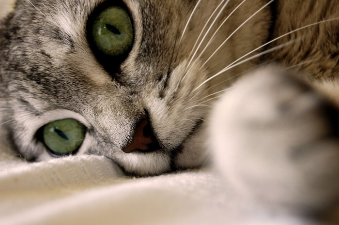 Close-up of a cat's face with green eyes
