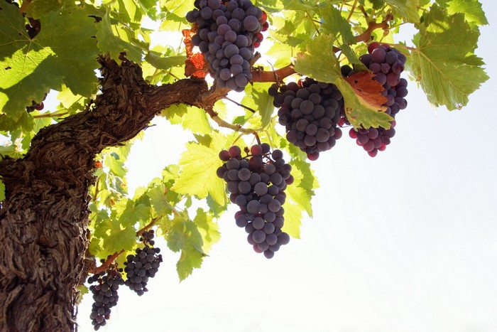 Bunches of ripe red grapes hanging from a vine