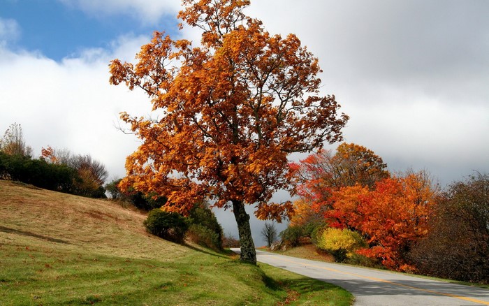 Autumn Tree by the Road
