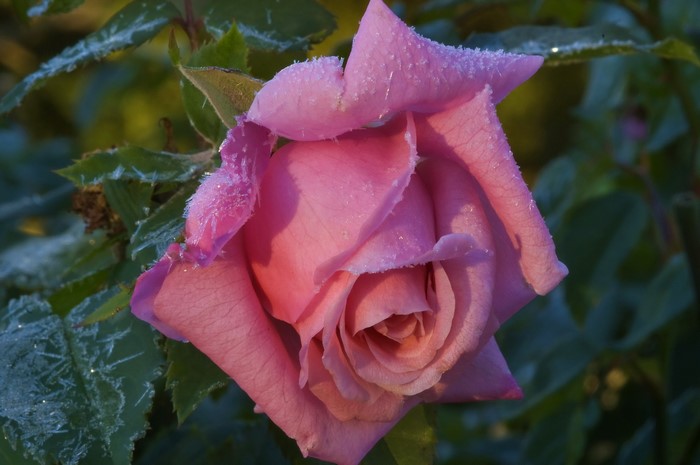 Pink rose with frost on petals and leaves
