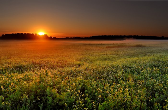 Sunrise over a misty field with wildflowers