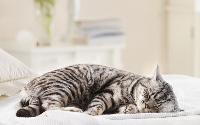 A tabby cat sleeping on a bed