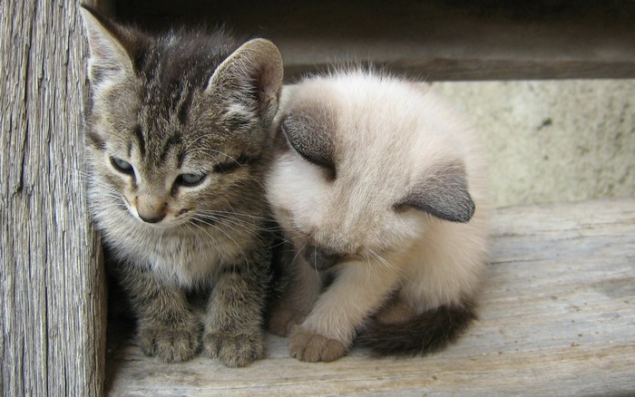 Two kittens sitting on wooden planks