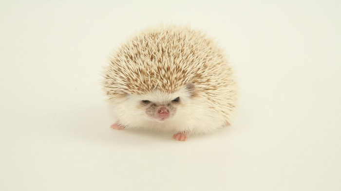 A small hedgehog on a plain background