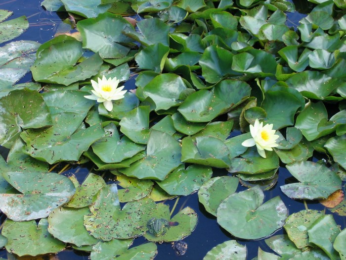 Water lilies and a frog in a pond