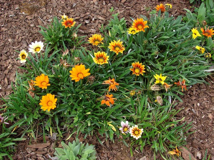 Gazania flowers in bloom