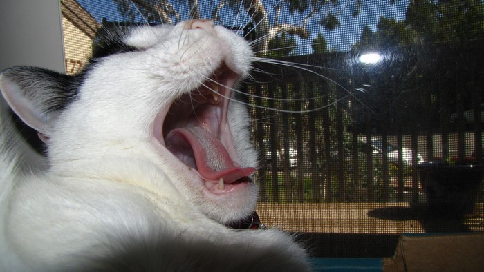 Black and white cat yawning widely
