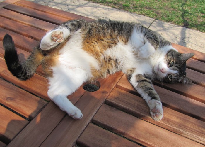 A cat lying on a wooden table