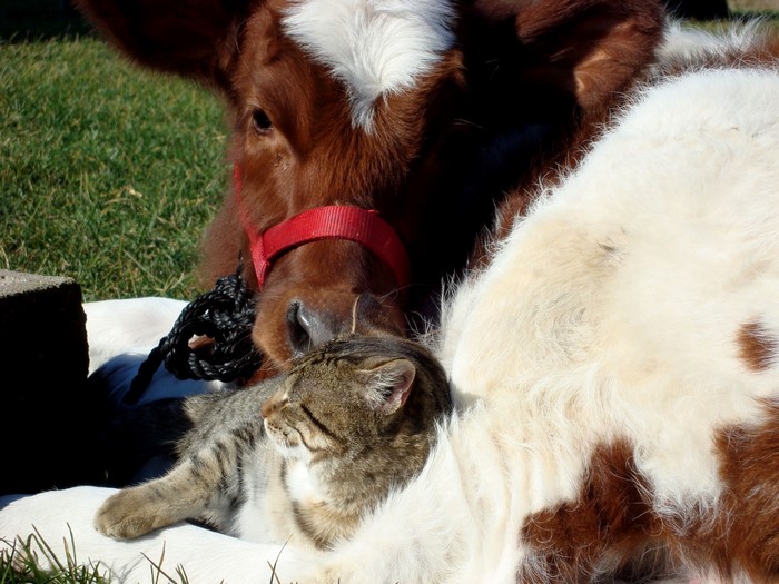 Cat resting on a calf