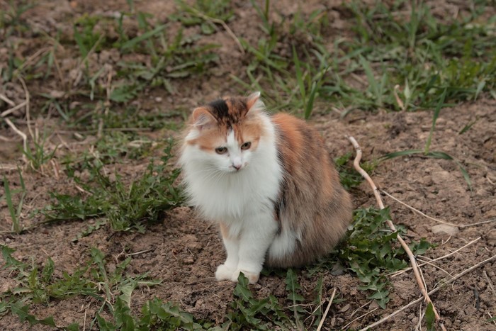 Calico cat sitting on dirt ground