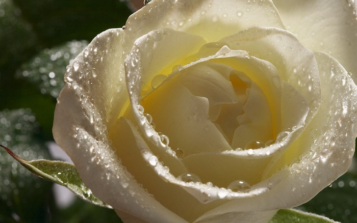 Close-up of a white rose with water droplets