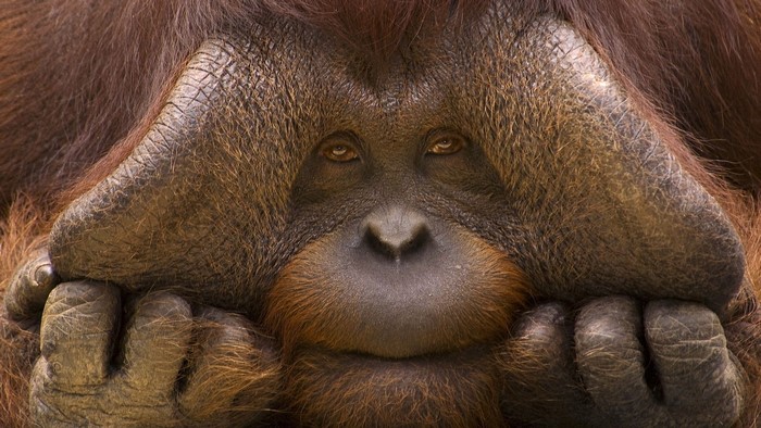 Close-up of an orangutan's face