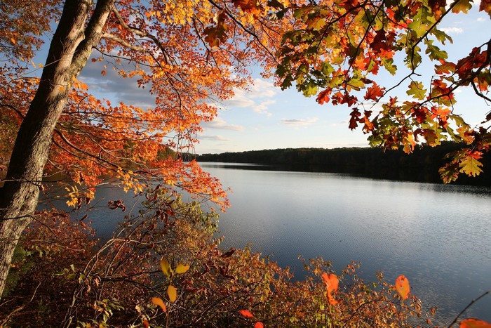 Autumn leaves frame a calm lake and forest