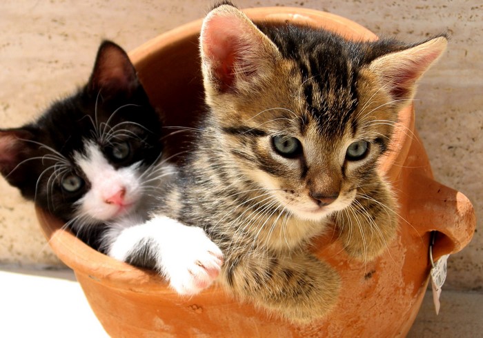 Two kittens in a terracotta pot