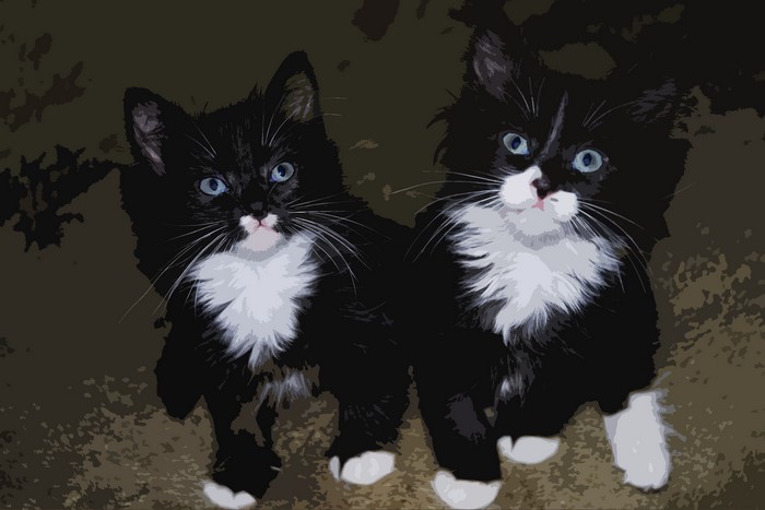 Two black and white kittens with blue eyes