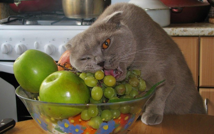 A cat eating grapes from a fruit bowl