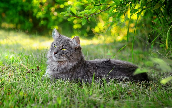 Gray fluffy cat lying in green grass