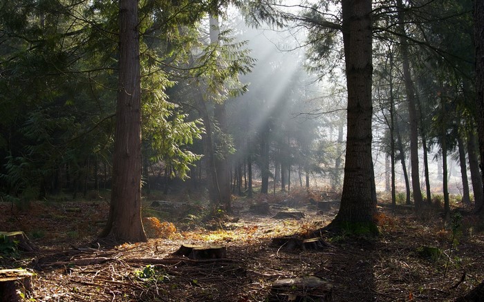 Sunbeams filtering through a forest with tree stumps