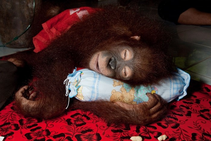 Orangutan sleeping on a pillow