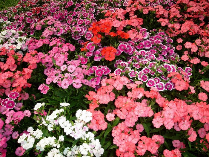 A bed of colorful Dianthus flowers