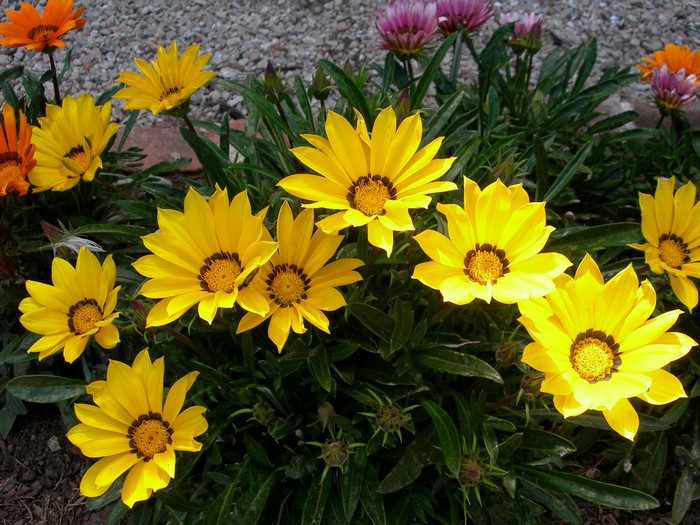 Yellow Gazania flowers with orange and pink flowers in background