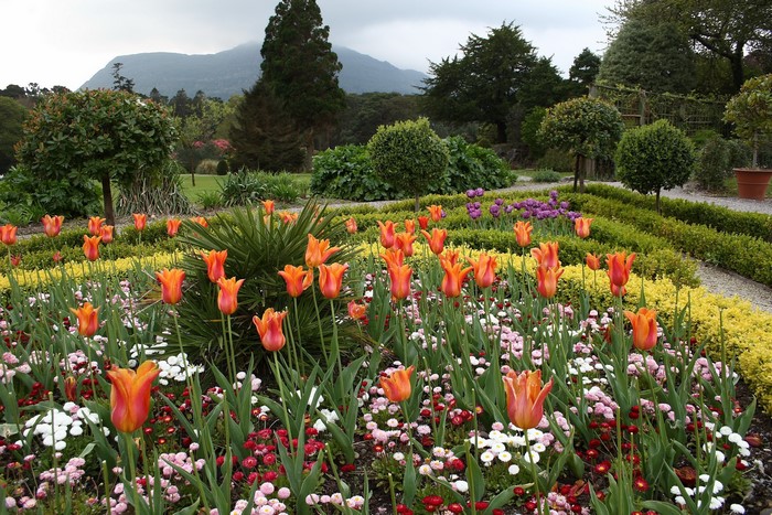 Orange tulips in a garden with mountains in the background