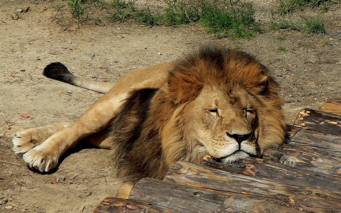 Lion resting on logs