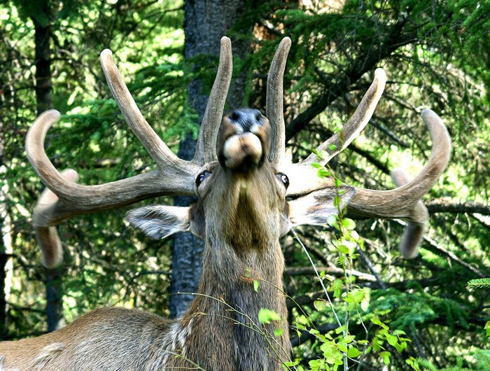 Deer with large antlers in a forest