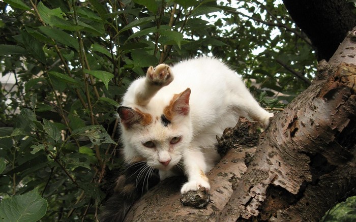 Calico cat sitting on a tree branch