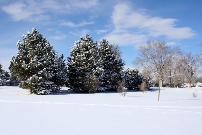 Winter landscape with snow-covered pine trees