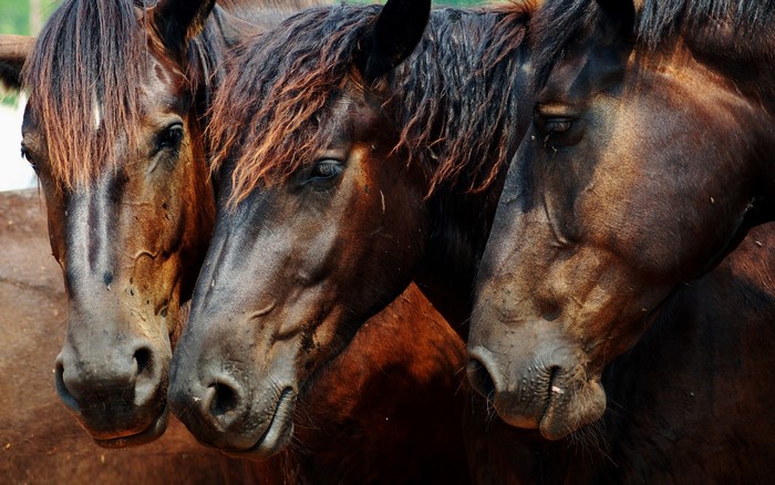 Three brown horses close up