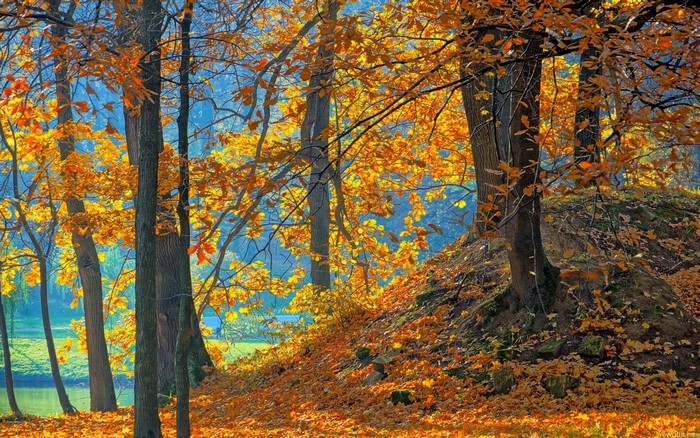 Autumn forest with fallen leaves and sunlight