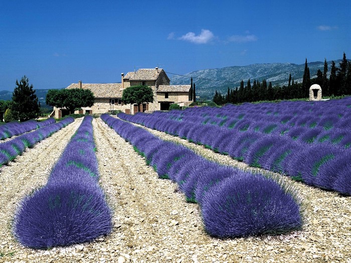 Lavender fields with farmhouse and mountains