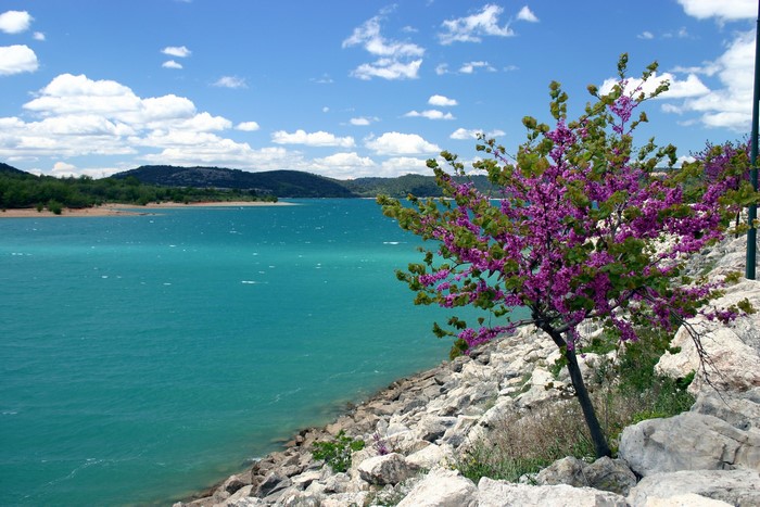 Flowering tree by a turquoise lake with mountains