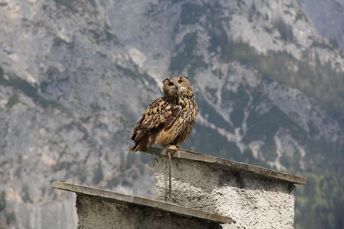 Eurasian Eagle-Owl perched on a structure
