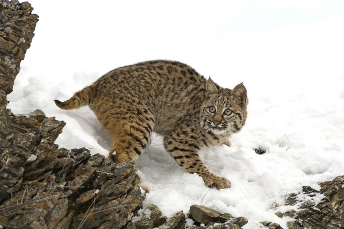 Bobcat in the snow near rocks