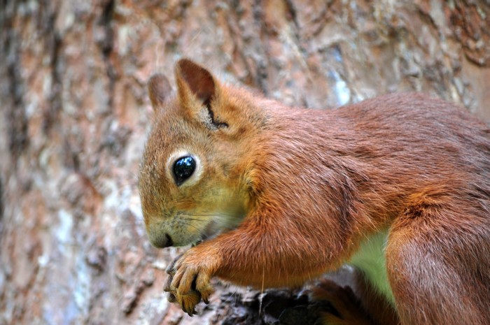 Red Squirrel on a Tree Trunk