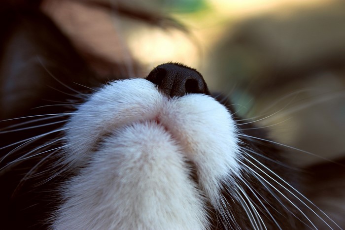 Close-up of a black and white cat's nose and whiskers