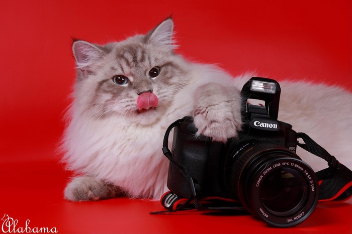 Cat with Canon Camera
