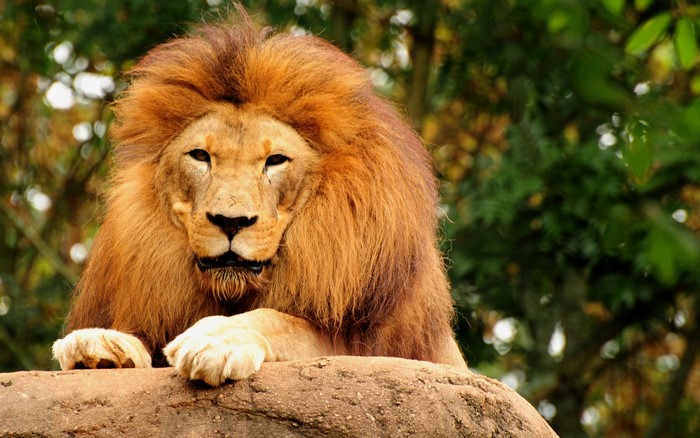 A male lion with a large mane rests on a rock.