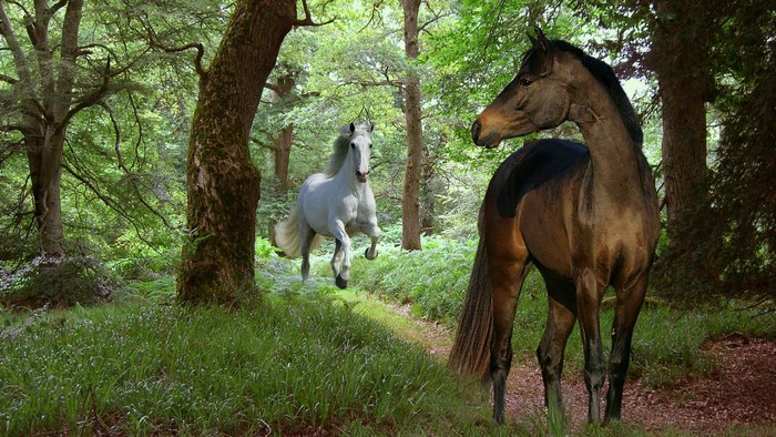 Two horses in a forest