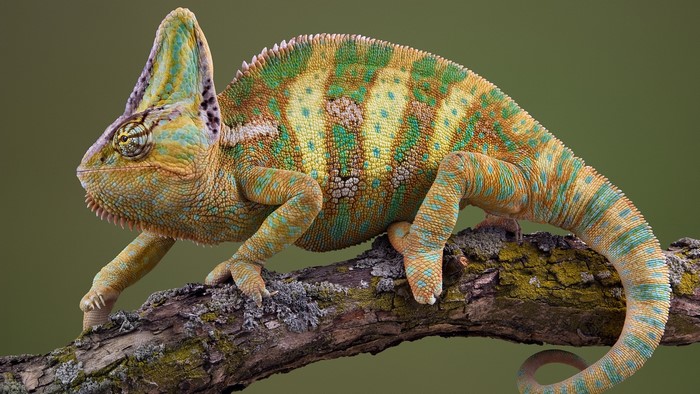 Veiled chameleon perched on a branch