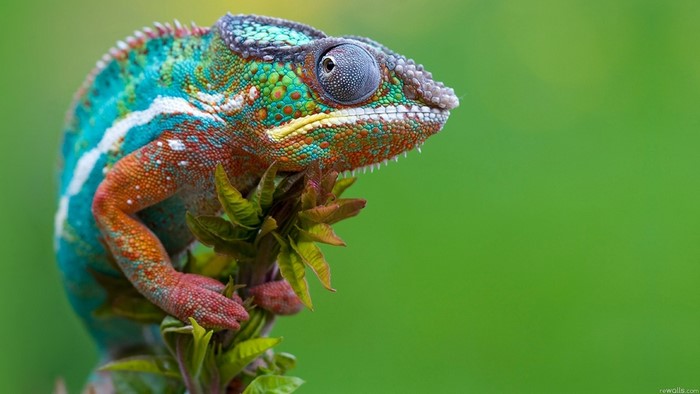 Chameleon perched on a branch with green background
