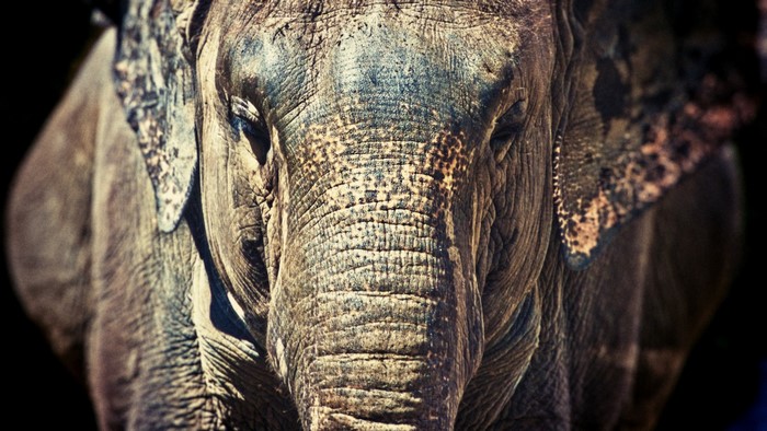 Close-up of an elephant's face