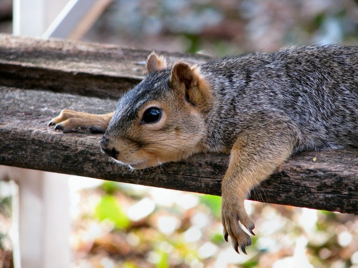 A squirrel rests on a wooden surface