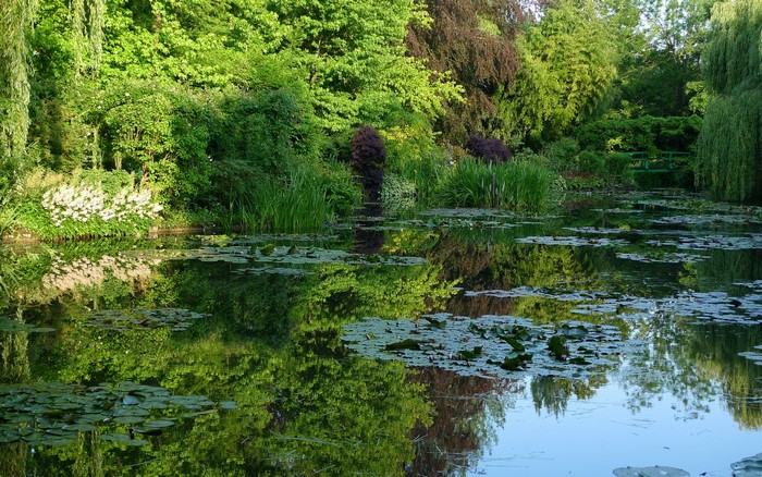 A tranquil pond with water lilies and lush greenery